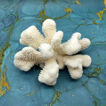 White Cauliflower Coral Cluster Pocillopra Eydouxi (1 coral approx. 8L x 5H x 5D inches) White Cauliflower Coral Cluster for home décor! White Cauliflower Coral Cluster Pocillopra Eydouxi (1 coral approx. 8L x 5H x 5D inches) White Cauliflower Coral Cluster for home décor!