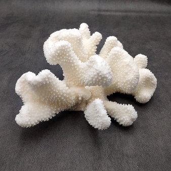 White Cauliflower Coral Cluster Pocillopra Eydouxi (1 coral approx. 8L x 4H x 6.5D inches) White Cauliflower Coral Cluster for home décor! White Cauliflower Coral Cluster Pocillopra Eydouxi (1 coral approx. 8L x 4H x 6.5D inches) White Cauliflower Coral Cluster for home décor!