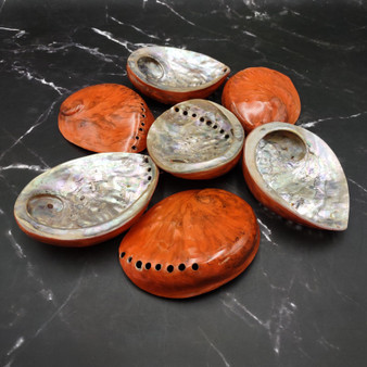 Polished Orange Midas Abalone Seashell Set Haliotis Midae (7 shells approx 4+ inches) B GRADE Abalone Shells for display & collecting! Copyright 2025 SeaShellSupply.com.