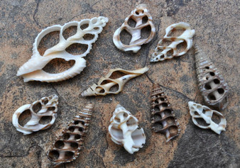 Small Assorted Sliced Seashells (10 pcs.)