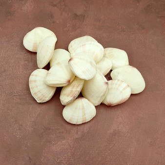 Sunrise Tellin Clam Seashells Natural Tellina Radiata (15 shell pairs approx. 1.5+ inches) Tellin Clam Shells for crafts & collecting! Copyright 2025 SeaShellSupply.com.