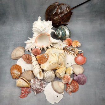 Seashell Variety Pack Assorted Mix B GRADE (Approx. 50+ Shells 2-8+ inches) B GRADE Shell Grab Bag Assortment 6 for crafts teaching & art! Copyright 2025 SeaShellSupply.com.