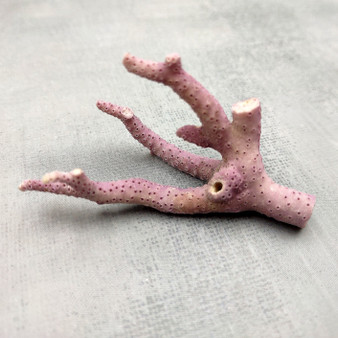 Purple Coral Pieces Pocillopora Acuta (1 piece approx. 3+ inches) Branching Purple Coral Pieces for coastal decor crafts & collections! Copyright 2025 SeaShellSupply.com.