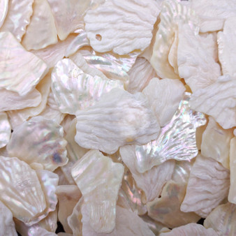 White Abalone Pearlized Assorted Pieces (10 pieces approx. 0.75+ inches) Iridescent Abalone shell fragments for jewelry arts & crafts! Copyright 2025 SeaShellSupply.com.