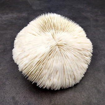 Mushroom Coral White Fungia Repanda (1 coral approx 5.5+ inches) Coastal White Mushroom Coral for home decor & coastal display! Copyright 2025 SeaShellSupply.com.