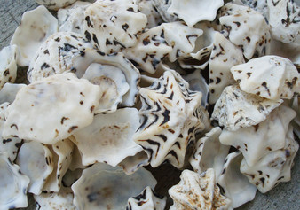 Star Limpet Seashells Pacific Sugar (appx. 47-50 pcs.) - (.5-1 inches) - Patelloida Saccharina. Multiple umbrella topper shaped shells with black accents. Copyright 2022 SeaShellSupply.com.

