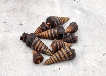Telescope Snail Seashells Dark Brown Telescopium Telescopium (10 shells approx. 1+ inches) Brown Telescope Shells for crafting & collecting!