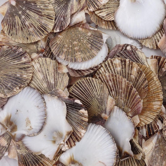 Flat Pixie Scallop Seashells Gold Tint Brown Black Pecten (58 shells approx. 0.75+ inches) Flat Pixie Scallop Shells for jewelry & crafts! Copyright 2025 SeaShellSupply.com.