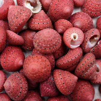 Strawberry Top Red Seashells Clanculus Puniceus (5 shells approx. 0.5+ inches) Small Red Natural Strawberry Top Shells for arts & crafts!