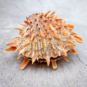 Orange Purple Spiny Oyster Pair Spondylus Barbatus (1 shell pair approx. 5X4X2 inches) B GRADE Natural seashell pair for nautical display!