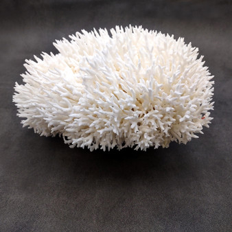 White Birdsnest Coral Cluster Seriatopora Hystrix (1 coral approx. 10-12+ inches) White Bird Nest Coral Cluster for home décor & collecting! Copyright 2026 SeaShellSupply.com.