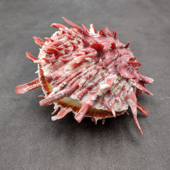 Red Purple Spiny Oyster Pair Spondylus Barbatus (1 shell pair approx. 4X3X2 inches) B GRADE Natural Spiny Oyster shell for decor & display!