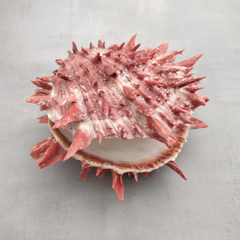 Red Purple Spiny Oyster Pair Spondylus Barbatus (1 shell pair approx. 4X3X2 inches) B GRADE Natural Spiny Oyster shell for decor & display!