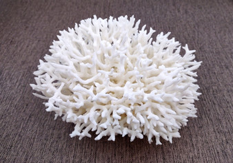 White Birdsnest Coral Cluster Seriatopora Hystrix (1 coral approx. 7-8+ inches) White Bird Nest Coral for display weddings & home décor!
