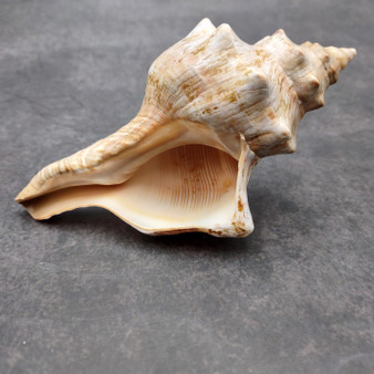 Large Fox Seashell Fasciolaria Trapezium (1 shell approx. 5+ inches) Horse Conch Fox Shells for coastal home collections & display!