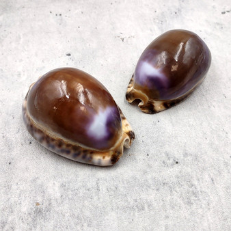 Purple Top Brown Arabian Cowrie Seashells Cypraea Arabica (2 shells approx. 2.25+ inches) Purple Top Arabian Cowrie Shells for home décor!