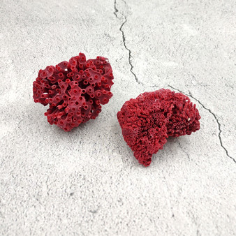 Light Red Pipe Organ Coral Fragment Tubipora Musica (2 corals approx. 1+ inches) B GRADE Reddish Coral Chunk Piece for crafts & decoration!