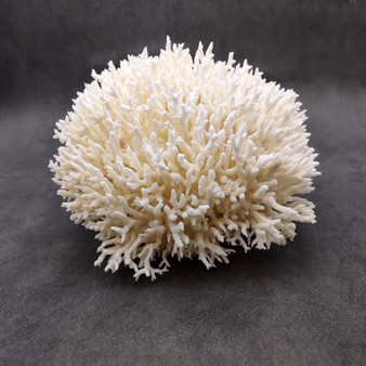 White Birdsnest Coral Cluster Seriatopora Hystrix (1 coral approx. 8.5L x 9W x 5H inches) Ocean coral for nautical decor art and collecting! Copyright 2026 SeaShellSupply.com.