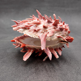 Red Purple Spiny Oyster Pair Spondylus Barbatus (1 shell pair approx. 3X3X2 inches) B GRADE Colorful seashell pair for nautical decor!