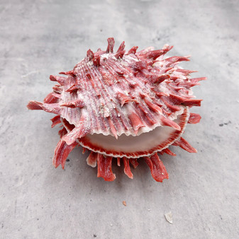 Red Purple Spiny Oyster Pair Spondylus Barbatus (1 shell pair approx. 3X3X2 inches) B GRADE Natural Spiny Oyster shell for decor & display!