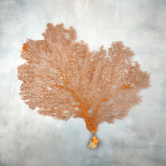 Red Orange Sea Fan Coral Wide Echinogorgia SP (1 sea fan approx. 12-13+ inches) Short Wide Red Sea Fan Coral for display arts & crafts! Copyright 2026 SeaShellSupply.com.
