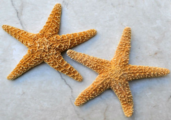 Medium Sugar Starfish (2 pcs.) - (3-4 Inch) - Piaster Ochraceus. Two orange and yellow hinted starfish next to each other. Copyright 2022 SeaShellSupply.com.