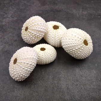 Assorted Color Sea Urchins Echinometra Mathaei (5 urchins approx. 1+ inches) Natural Pink Green White Urchin Shell for display & collecting! Copyright 2026 SeaShellSupply.com.
