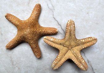 Jungle Starfish (2 pcs.) - (5-6"). Two orange tinted ribbed Starfish laying next to each other, one showing top and the other showing the bottom. Copyright 2022 SeaShellSupply.com.

