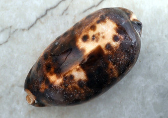 Tortoise Cowrie Seashell (3-4") - Cypraea Testudinaria