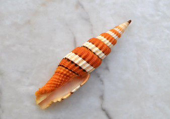 Queen Miter Seashell - Mitra Compressum - (1 shell approx. 1.75-2 inches)