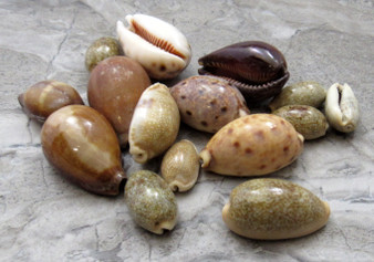 Assorted Cowrie Shells (approx. 10-15 shells .75-1.5 inches). Multiple earthly colored shells in a pile. Copyright 2022 SeaShellSupply.com.