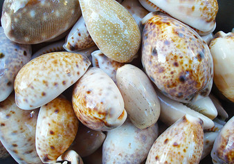 Assorted Cowrie Shells (approx. 10-15 shells .75-1.5 inches). Multiple earthly colored shells in a pile. Copyright 2022 SeaShellSupply.com. 