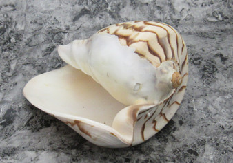 Noble Volute Seashell - Voluta Nobilis (1 shell approx. 6-7 inches)