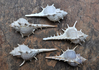 Murex Ternispina Seashells (5 pcs.) - (2-3")