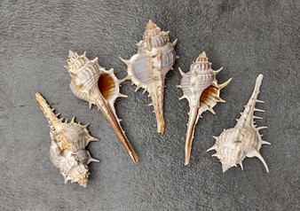 Murex Ternispina Seashells (5 shells 2-3 inches). Multiple white ribbed shells with a long tail like stretch at the bottom. Copyright 2022 SeaShellSupply.com.