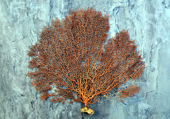 Red-Orange Sea Fan - Echinogorgia SP - (1 fan 7-10 inches). One wide Sea Fan. Copyright 2022 SeaShellSupply.com.