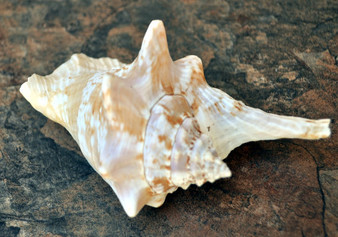 Rooster Conch Seashell (4-5 inches) - Strombus Gallus. One white and tan shaded shell with multiple different spirals and shapes. Copyright 2022 SeaShellSupply.com.

