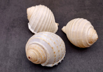 Costate Tun Seashell - Tonna Allium - (3 shells approx. 2-3 inches). Three tan and white ribbed shells facing three different directions showing all of the angles. Copyright 2024 SeaShellSupply.com.