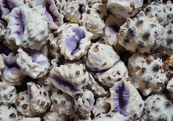 Purple Drupa Seashells - Drupa Morum - (5 Shells per package). Multiple tan and purple shaded spiral shells in a pile. rCopyright 2022 SeaShellSupply.com.

