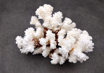 Brownstem Coral Cluster - Pocillopora Verrucosa - (1 cluster approx. 5-7 inches). One white coral cluster with multiple white branches. Copyright 2024 SeaShellSupply.com.
