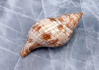 True Tulip Seashell - Fasciolaria Tulipa - (1 shell approx. 3-4 inches). Multiple shells laying to show the different angles of the coloring, shape, and patterns. Copyright 2022 SeaShellSupply.com.