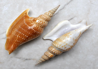 Listers Conch Shell - Strombus Listeri - (1 shell approx. 3.5-4 inches). Two orange and white spiral textured shells. Copyright 2022 SeaShellSupply.com.