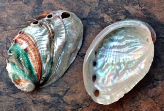 Russian Abalone Seashell - Northern Abalone (2.5-3") - Haliotis Kamchatskana