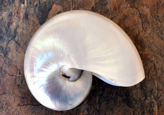 Pearl Nautilus Seashell - Nautilus Pompilius - (1 shell 6-7 inches). One shiny almost reflective shell in a bright white color. Copyright 2022 SeaShellSupply.com.

