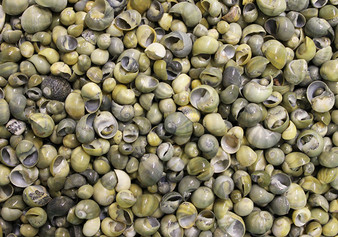 Green Littorina Shells (appx. 480-500 pcs.). Green and black shaded shells in a big pile. Copyright 2022 SeaShellSupply.com.
