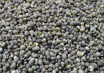Littorina (Black) Seashells (appx. 500 pcs.)