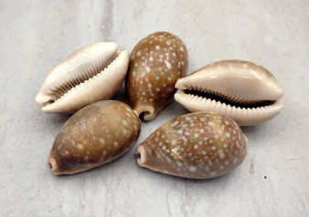 Calf Cowrie Shells - Cypraea Vitellus - (4 shells approx. 2 inches). multiple tan and white spotted shells with teal stripe in pile. Copyright 2022 SeaShellSupply.com.