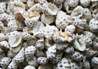 Prickly Pacific Drupa (Appx. 27-30 pcs.) - Drupa Ricinus. Multiple blue and white spiral rough shells in a big pile. Copyright 2022 SeaShellSupply.com.

