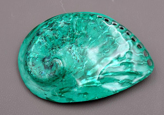Polished Green Midas Abalone - Haliotis Midae - (1 shell approx. 5-6 inches). One pretty flat multi shaded green wide shell. Copyright 2022 SeaShellSupply.com. Polished Green Midas Abalone - Haliotis Midae - (1 shell approx. 5-6 inches). One pretty flat multi shaded green wide shell. Copyright 2022 SeaShellSupply.com.