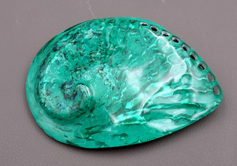 Polished Green Midas Abalone - Haliotis Midae - (1 shell approx. 5-6 inches). One pretty flat multi shaded green wide shell. Copyright 2022 SeaShellSupply.com.